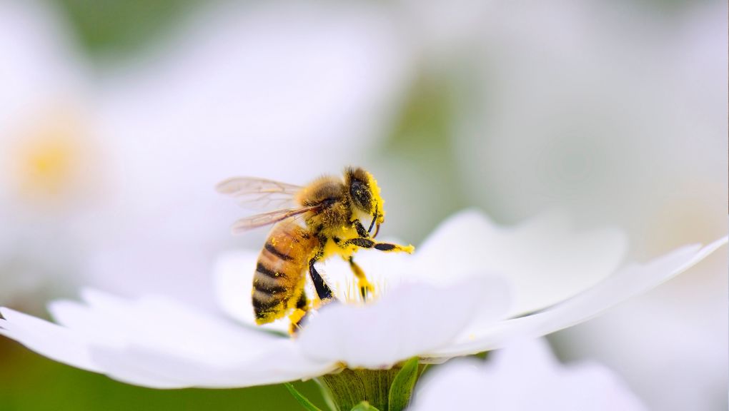 Cafeína y memoria: un impulso para las abejas polinizadoras