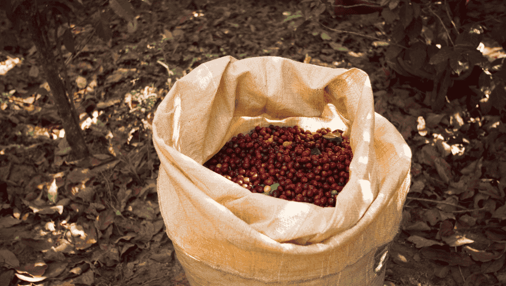 La ruta del Café en México: de la plantación a la taza