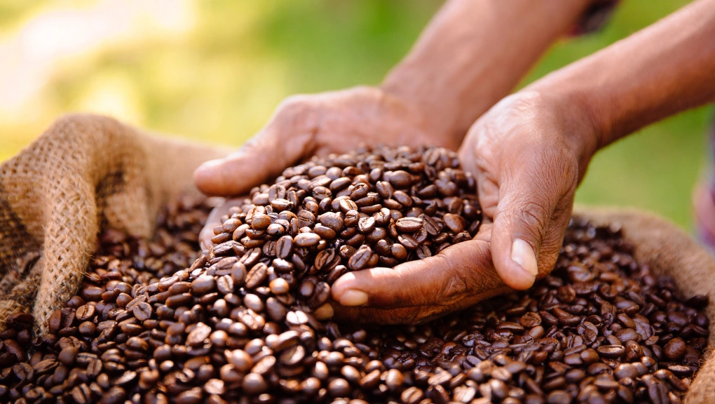 ¿Qué es el café de origen y por qué es tan especial?